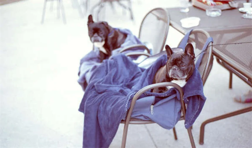 Holländischer Kaltblüter: Der sanfte Riese für Farm & Freizeit