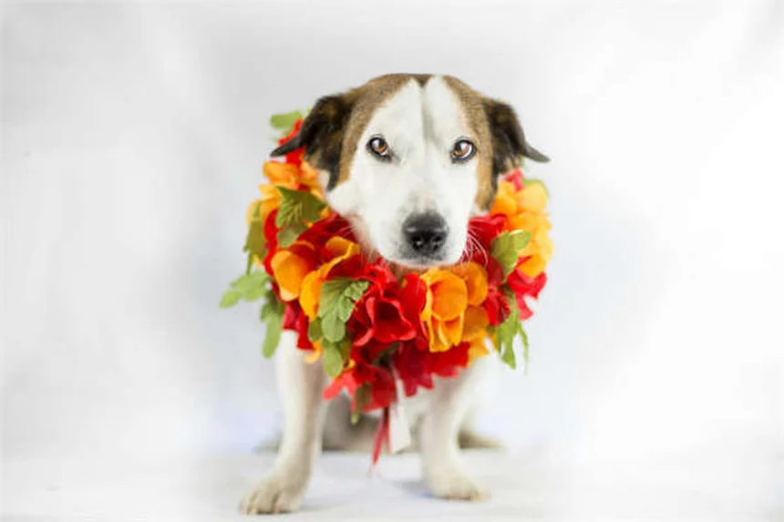 6 typische Welpen-Verhaltensweisen und was sie wirklich bedeuten