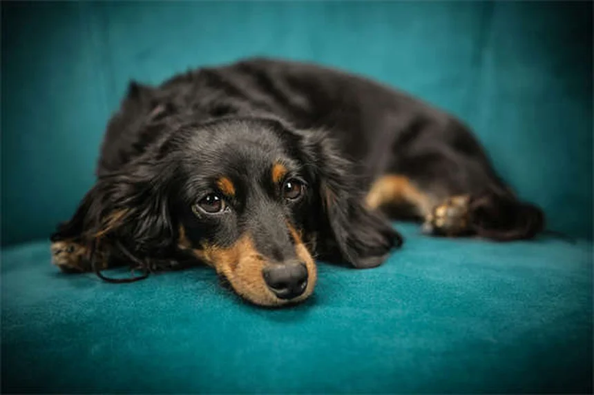 Anti-Zieh-Geschirr für Hunde: Endlich entspannt spazieren gehen!