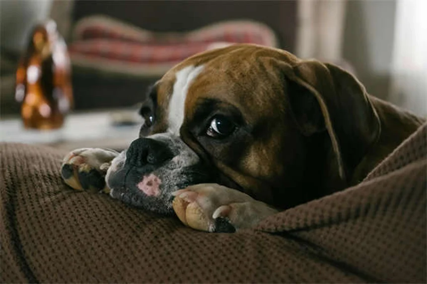 Sichere Schmerzmittel für Hunde: Diese NSAIDs helfen wirklich