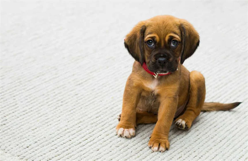 Sulfasalazin für Hunde und Katzen: Wichtige Infos zur Darmentzündung