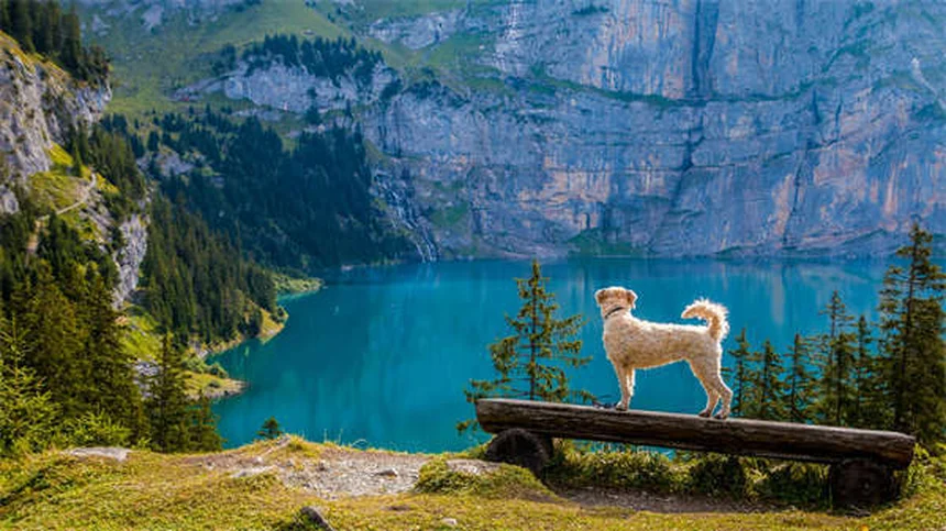 Panikattacken bei Hunden: 5 Warnsignale & Soforthilfe-Tipps