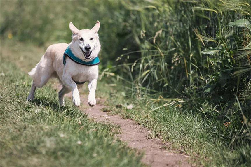 Wie lange leben Hunde? Die Wahrheit über die Lebenserwartung deines Vierbeiners