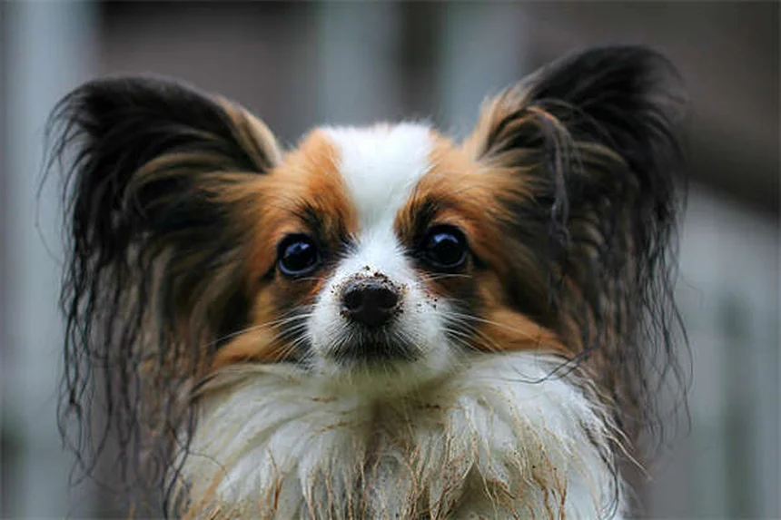 10 natürliche Wege, um deinen Hund zu beruhigen - Tipps vom Profi