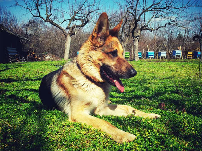 10 natürliche Wege, um deinen Hund zu beruhigen - Tipps vom Profi