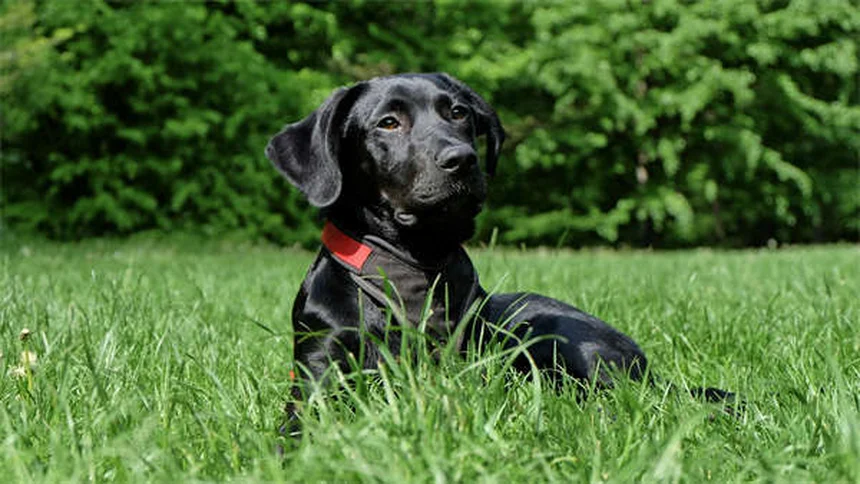 10 natürliche Wege, um deinen Hund zu beruhigen - Tipps vom Profi