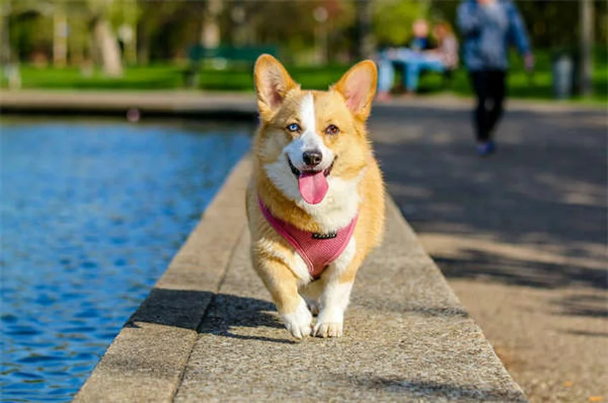 5 bewährte Methoden: So stärkst du die Knochen deines Hundes effektiv