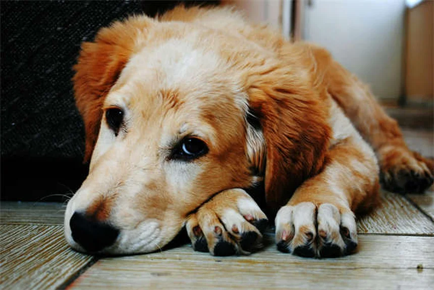 10 Gründe: Warum tägliche Spaziergänge für Hunde so wichtig sind