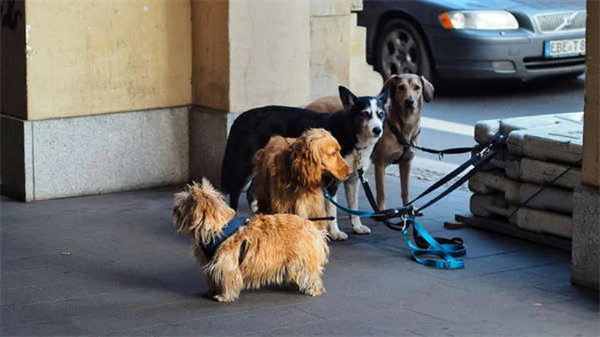 Die besten Hundespielzeuge 2024: Getestet von Hunden & empfohlen von Experten
