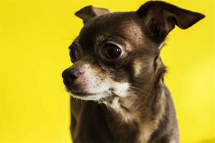 Mittelgroße Hunde: Die besten Tipps für Pflege & Gesundheit