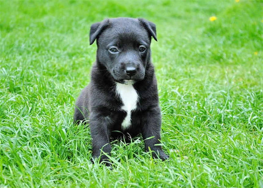 Mushing mit Hunden: Der ultimative Guide für Anfänger