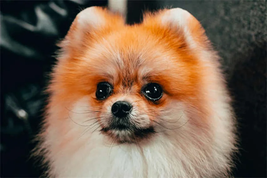 Hund abnehmen: 5 einfache Tipps für ein gesundes Hundeleben