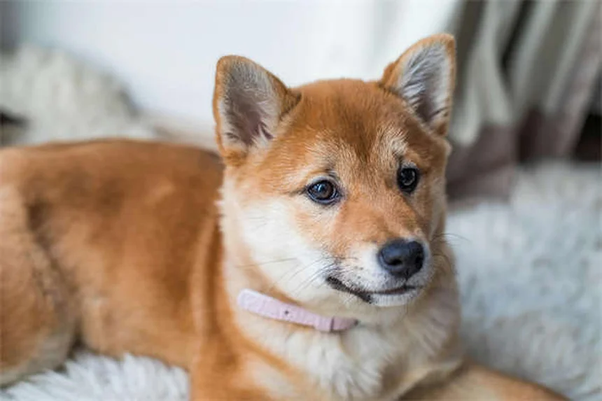 Hund abnehmen: 5 einfache Tipps für ein gesundes Hundeleben