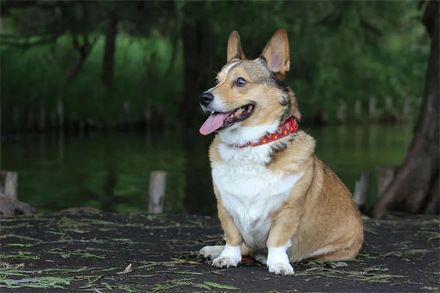 Greyhound adoptieren: Warum dieser Hund perfekt für dich ist