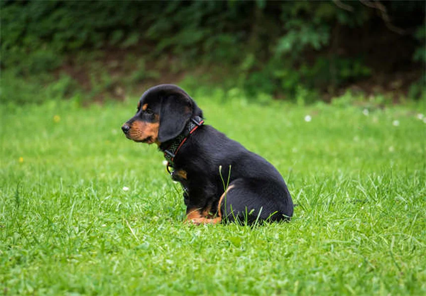 Homöopathie für Haustiere: Natürliche Erste-Hilfe-Tipps für Hunde & Katzen
