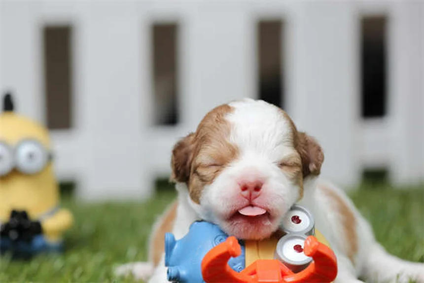 Hunde Bewegung: 5 einfache Wege für mehr Aktivität mit deinem Vierbeiner
