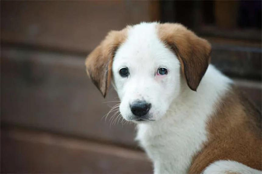 Hunde Bewegung: 5 einfache Wege für mehr Aktivität mit deinem Vierbeiner