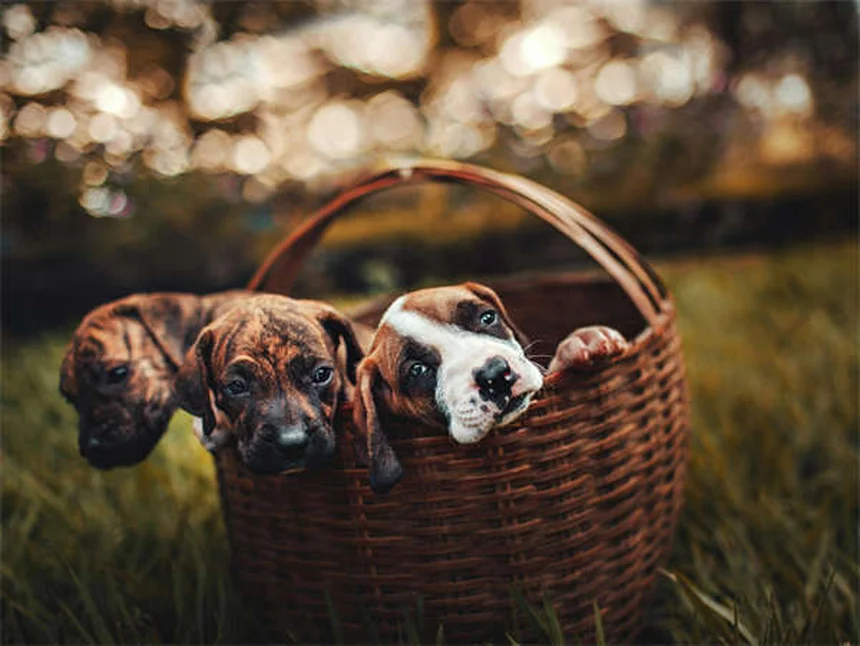 Hills Prescription Diet für Hunde: Warum Tierärzte dieses Spezialfutter empfehlen