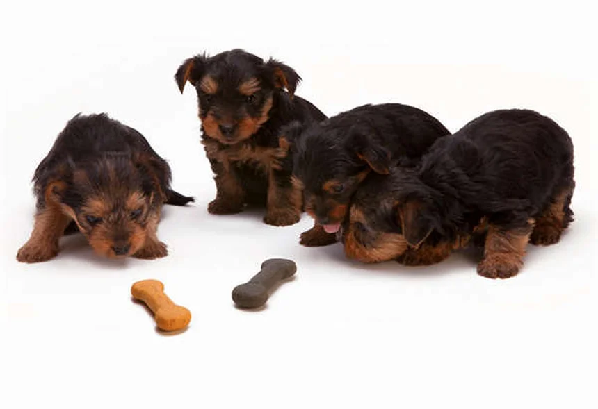 Hills Prescription Diet für Hunde: Warum Tierärzte dieses Spezialfutter empfehlen