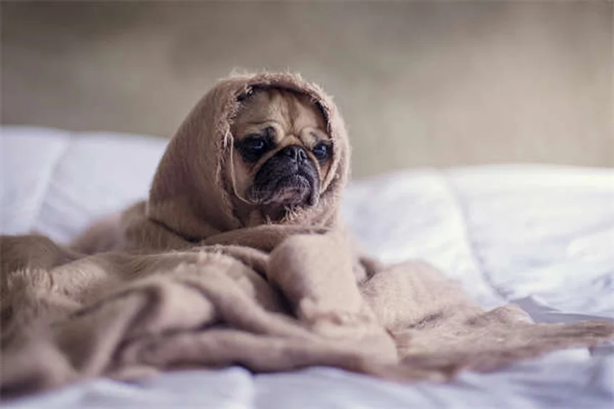 Hills Prescription Diet für Hunde: Warum Tierärzte dieses Spezialfutter empfehlen