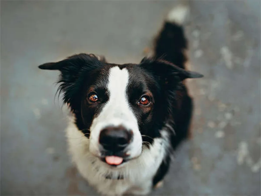Mit Hund abnehmen: So klappt's garantiert!