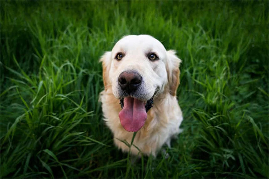 Mit Hund abnehmen: So klappt's garantiert!