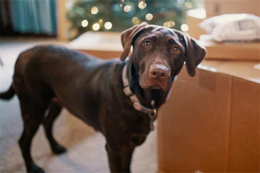 Haustier-Adoption: 7 Tipps für den perfekten tierischen Mitbewohner