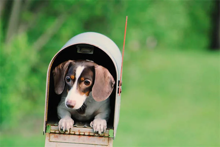 Haustier-Adoption: 7 Tipps für den perfekten tierischen Mitbewohner
