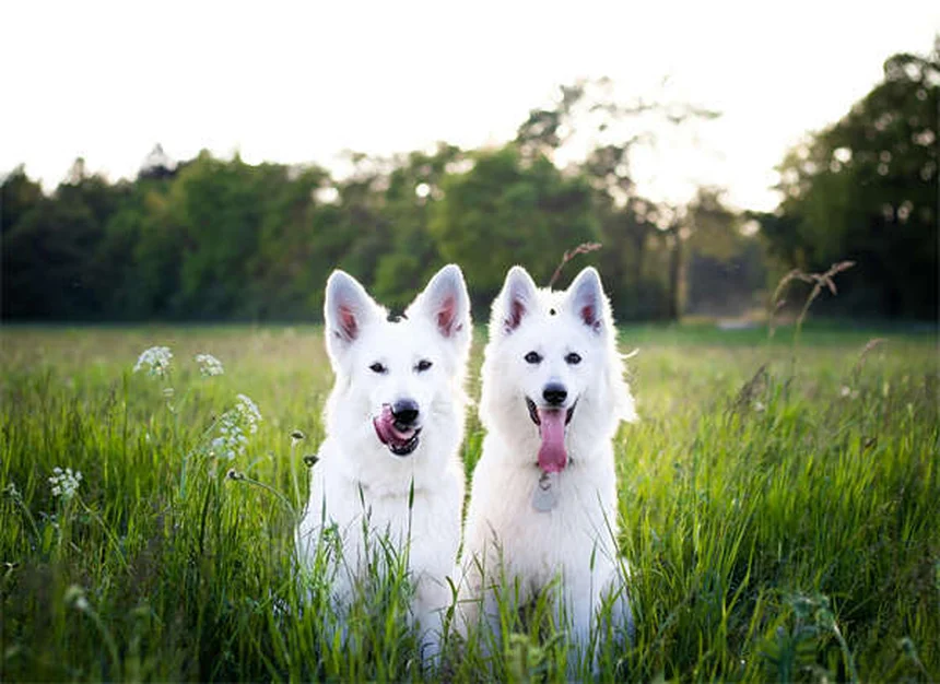Haustier-Adoption: 7 Tipps für den perfekten tierischen Mitbewohner