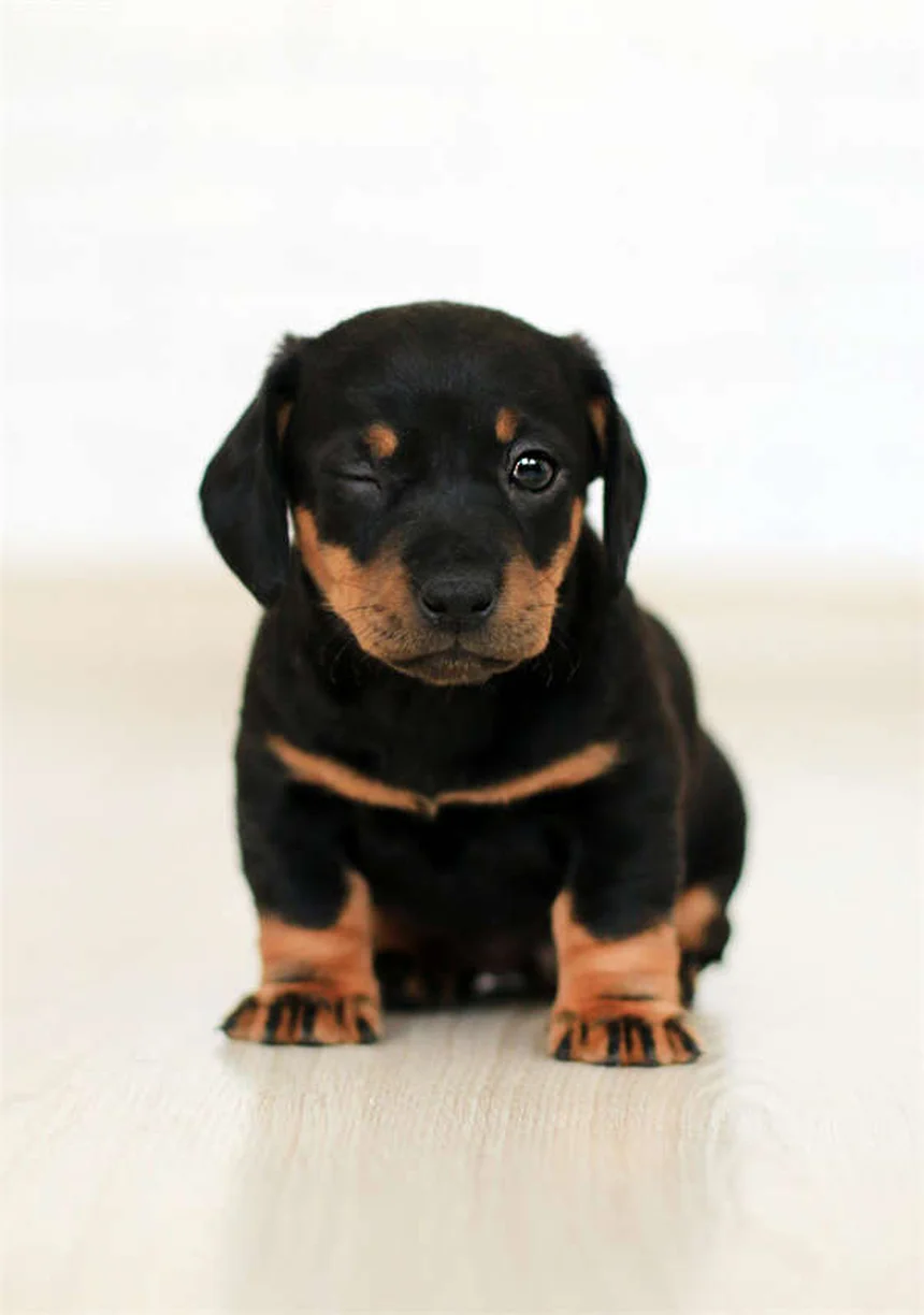 Tierfreundliche Streumittel: Die besten pet-safe Alternativen für deinen Hund