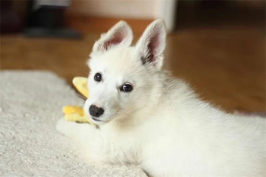 Tierfreundliche Streumittel: Die besten pet-safe Alternativen für deinen Hund