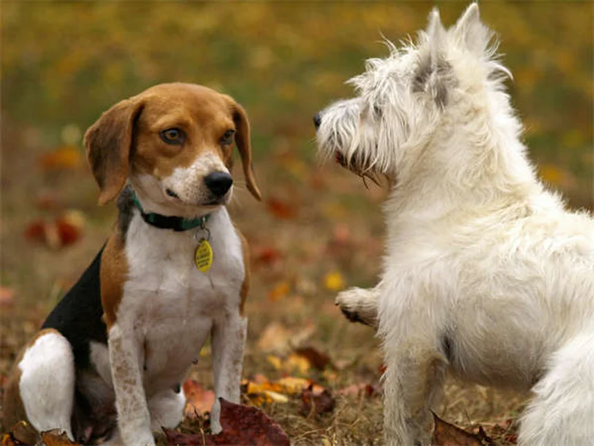 Tierfreundliche Streumittel: Die besten pet-safe Alternativen für deinen Hund