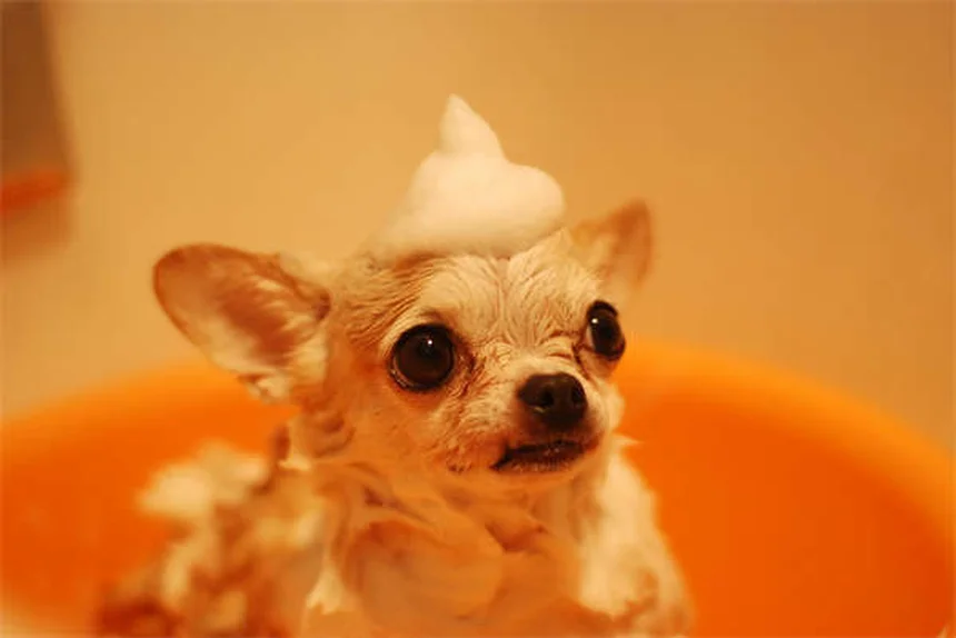 Hundebett richtig waschen: So entfernen Sie Keime effektiv