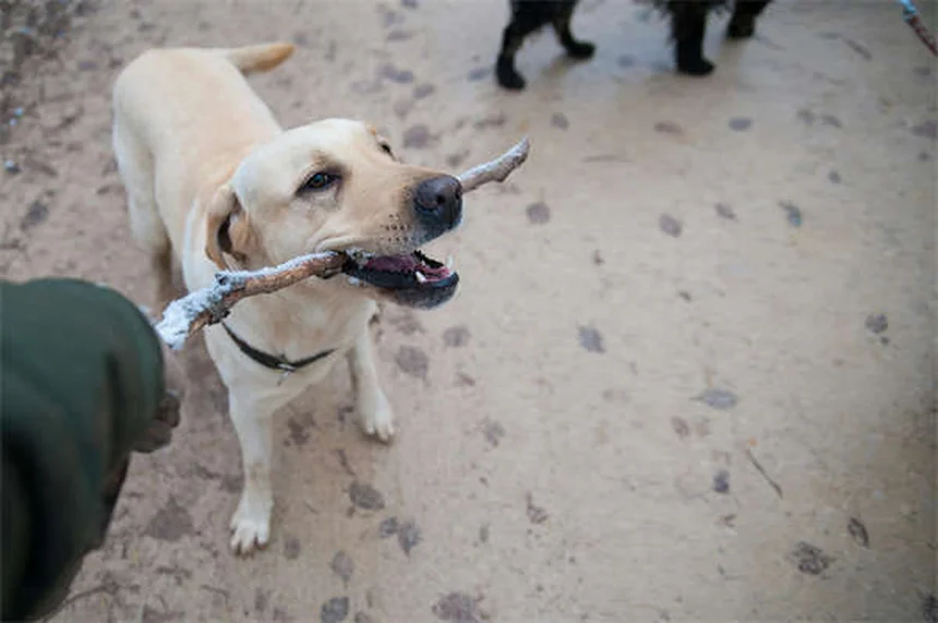 In-Home Pet Boarding: Die bessere Alternative zur Hundepension