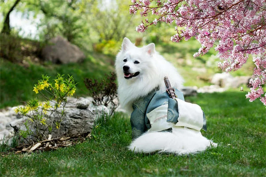 In-Home Pet Boarding: Die bessere Alternative zur Hundepension