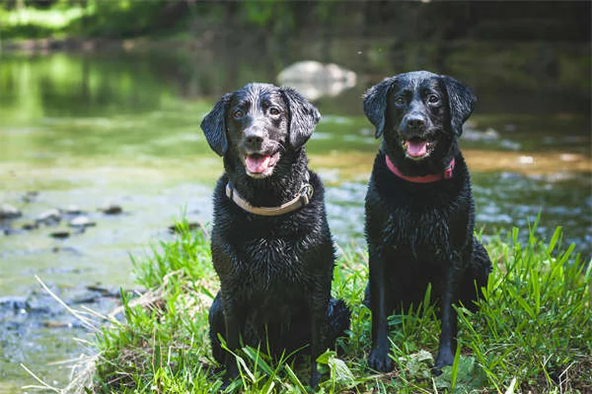 In-Home Pet Boarding: Die bessere Alternative zur Hundepension